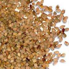 Sesame seed Extraction